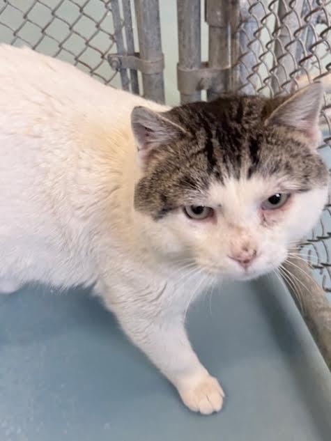 Enlarge Biggie, a Adoptable mixed breed in Ogdensburg, NY image 1/1