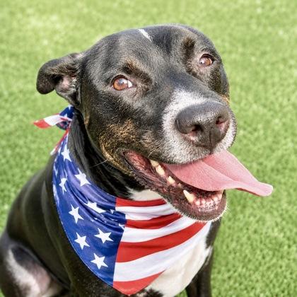 Kevin, a Adoptable mixed breed in Largo, FL image 1/2