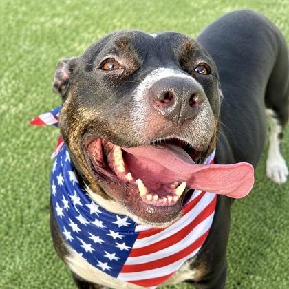 Kevin, a Adoptable mixed breed in Largo, FL image 2/2