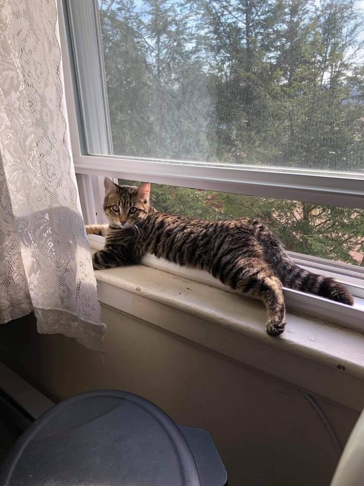 Bailey, Adopted, Kitten Female Domestic Short Hair.