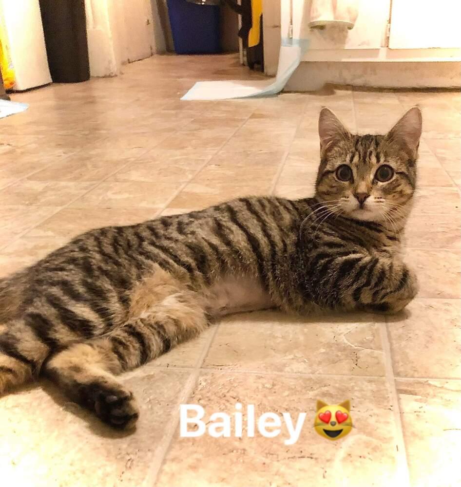 Bailey, a Adopted mixed breed in Oakville, CT image 2/6