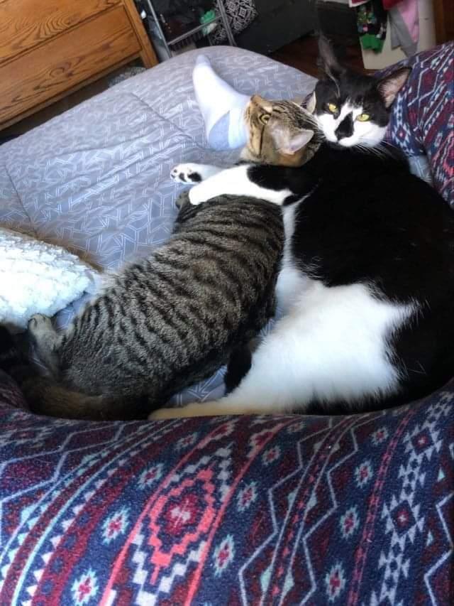 Bailey, a Adopted mixed breed in Oakville, CT image 3/6