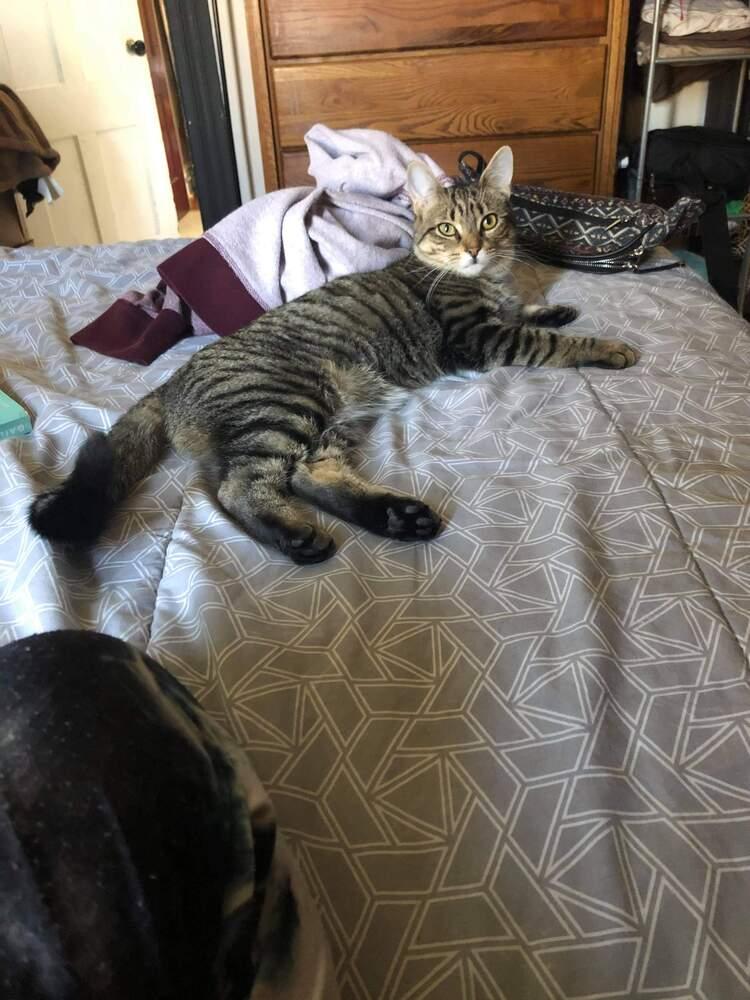 Bailey, a Adopted mixed breed in Oakville, CT image 4/6