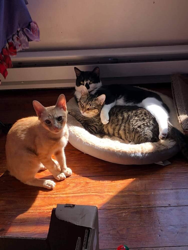 Bailey, a Adopted mixed breed in Oakville, CT image 5/6