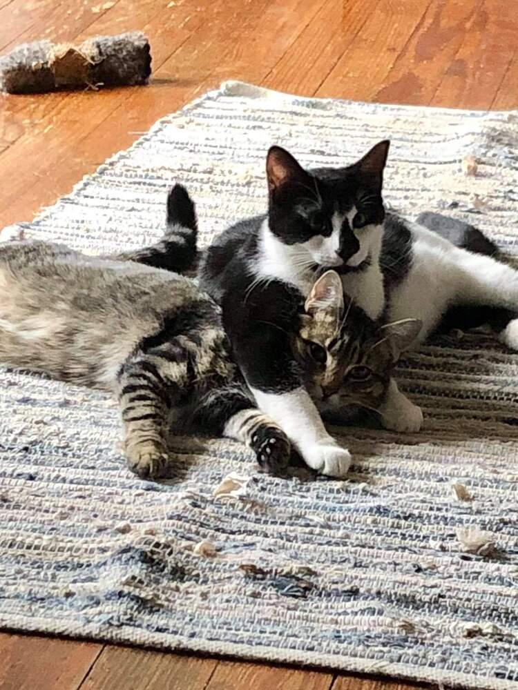 Bailey, a Adopted mixed breed in Oakville, CT image 6/6