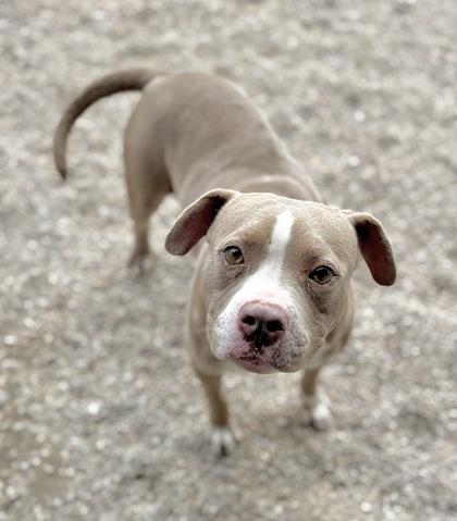Jazzy, Adoptable, Adult Female Pit Bull Terrier & Mixed Breed.