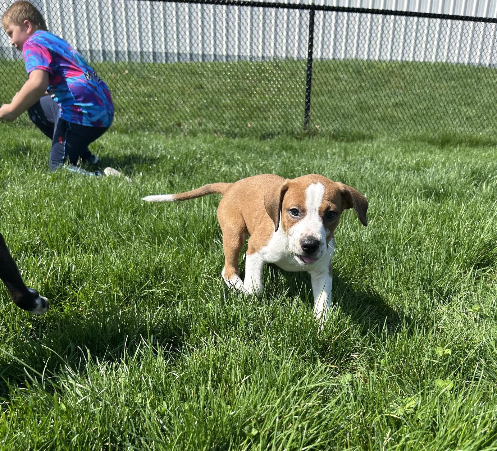Enlarge Theo, a Adoptable mixed breed in Mechanicsburg, PA image 1/3