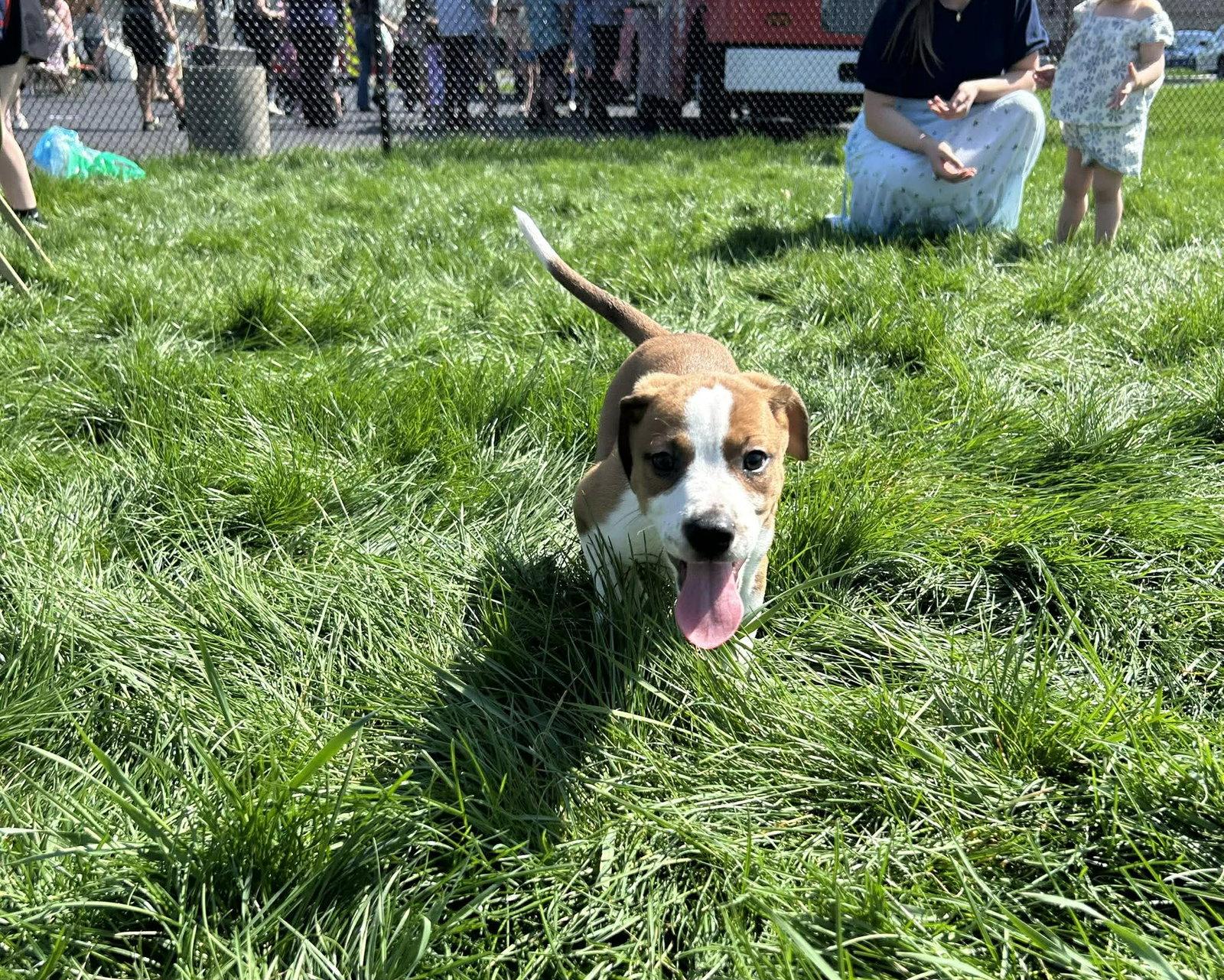 Enlarge Theo, a Adoptable mixed breed in Mechanicsburg, PA image 2/3