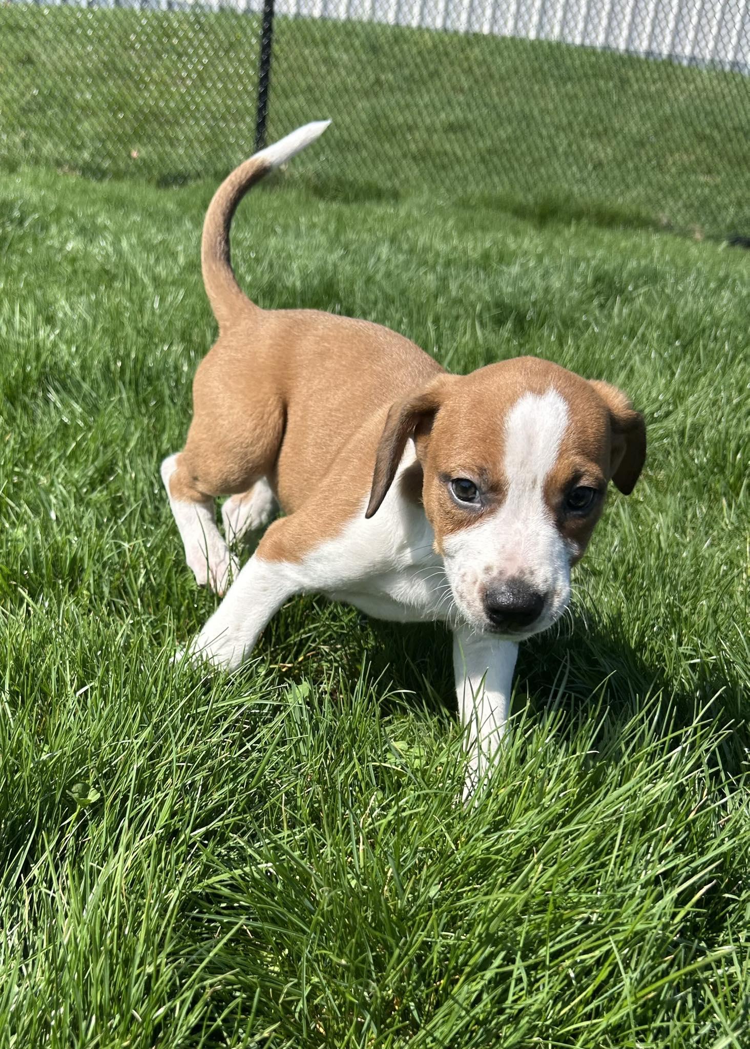 Enlarge Theo, a Adoptable mixed breed in Mechanicsburg, PA image 3/3