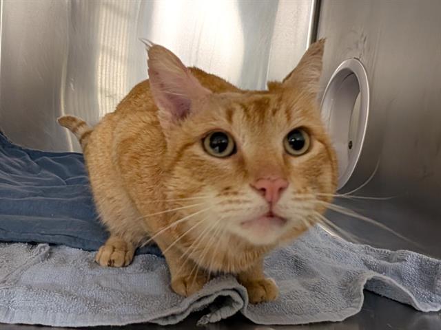 AMOS, Adoptable, Adult Male Domestic Short Hair.