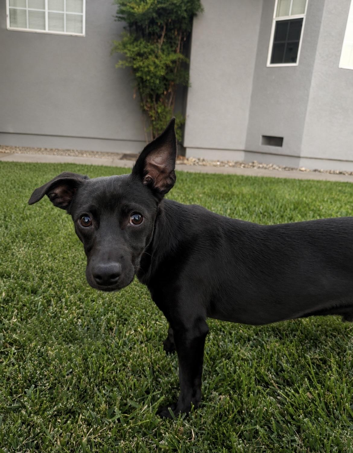 Enlarge Fonzie, a Adoptable mixed breed in Lodi, CA image 2/5