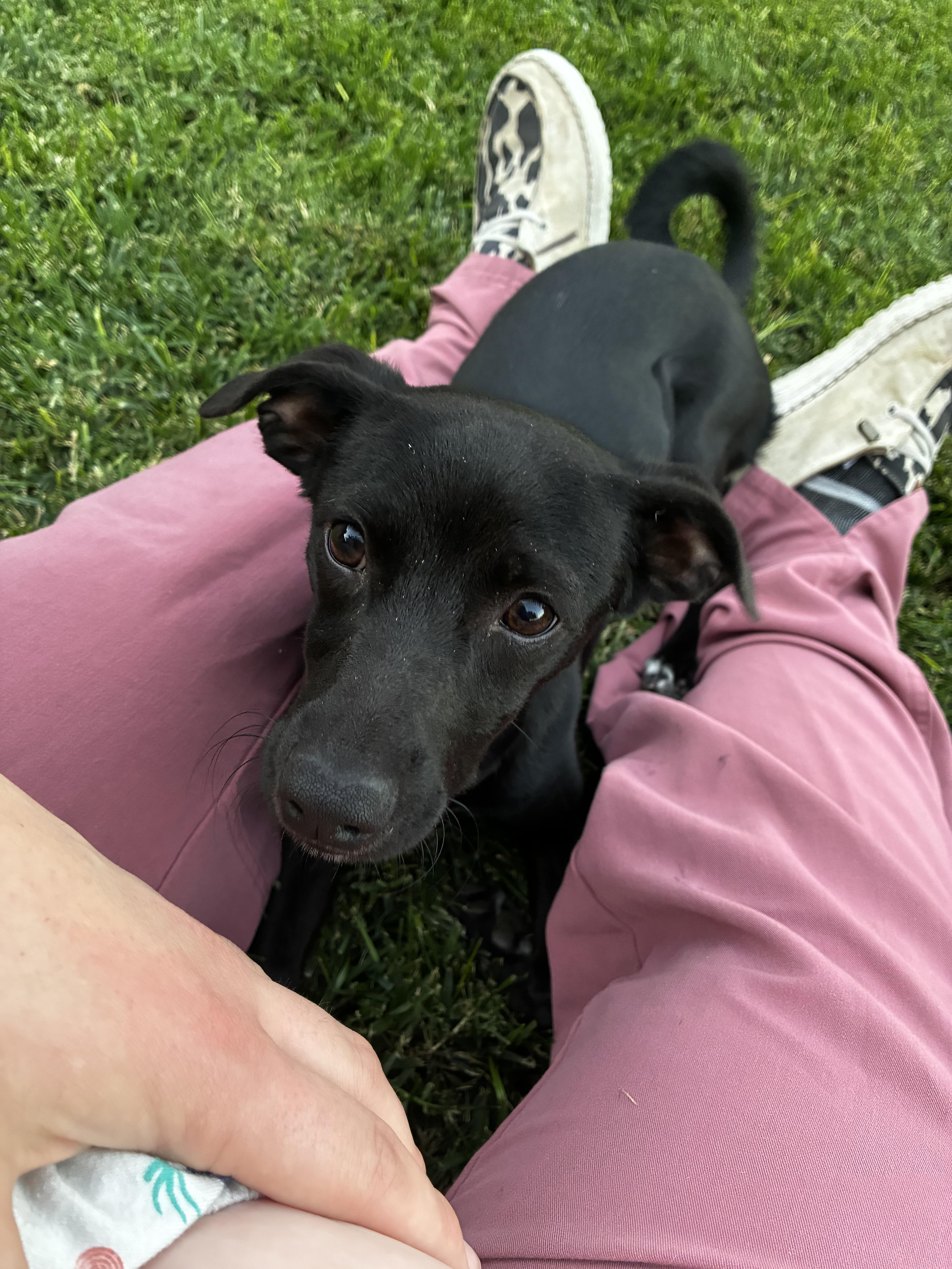 Enlarge Fonzie, a Adoptable mixed breed in Lodi, CA image 3/5