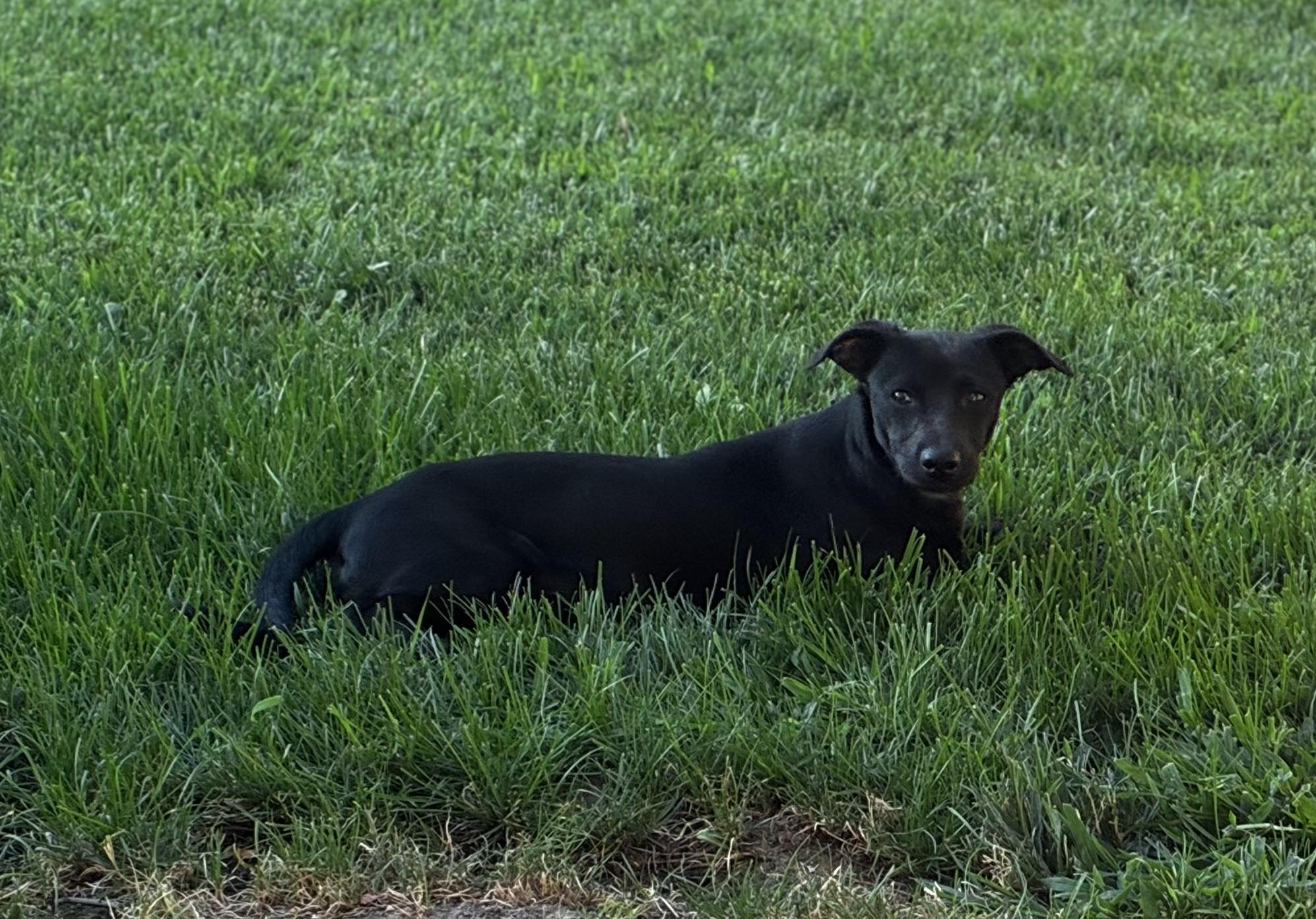 Enlarge Fonzie, a Adoptable mixed breed in Lodi, CA image 4/5