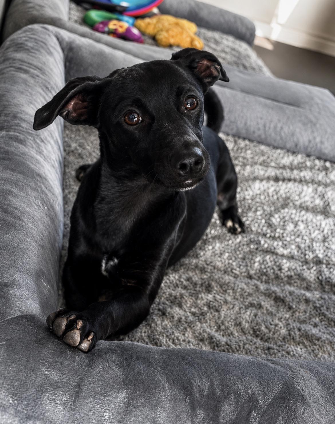 Fonzie, Adoptable, Puppy Male Dachshund & Chihuahua.