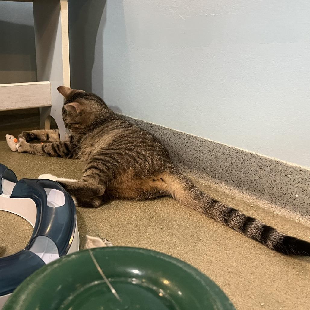 Enlarge Penelope & Peter, a Adoptable Domestic Short Hair in Ashland, MA image 1/3