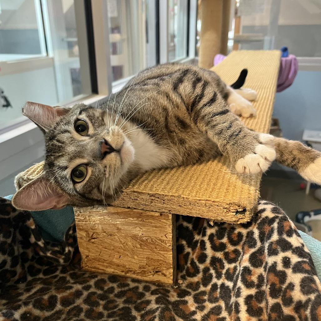 Enlarge Penelope & Peter, a Adoptable Domestic Short Hair in Ashland, MA image 2/3