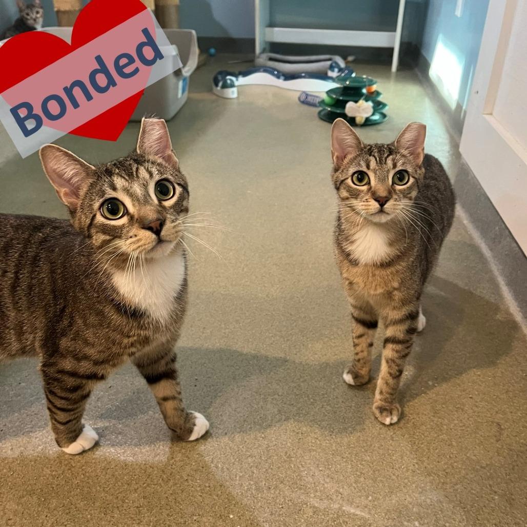 Enlarge Penelope & Peter, a Adoptable Domestic Short Hair in Ashland, MA image 3/3
