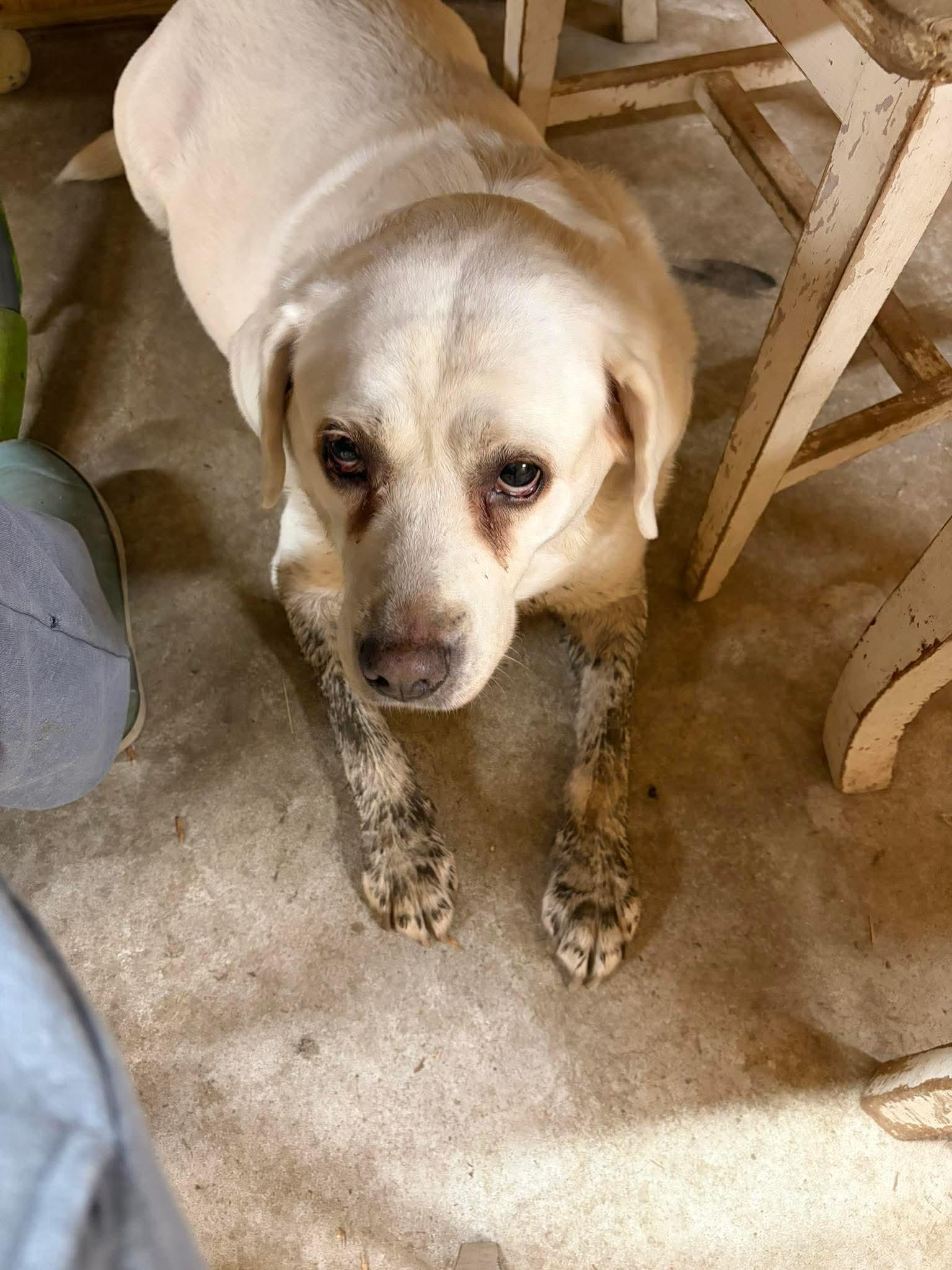 Luna, Adoptable, Senior Female Labrador Retriever.