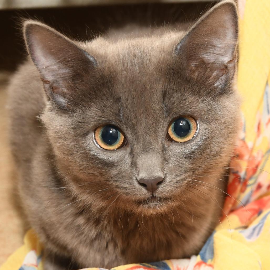 Enlarge Shoosh One, a Adoptable Domestic Medium Hair in Natick, MA image 2/4