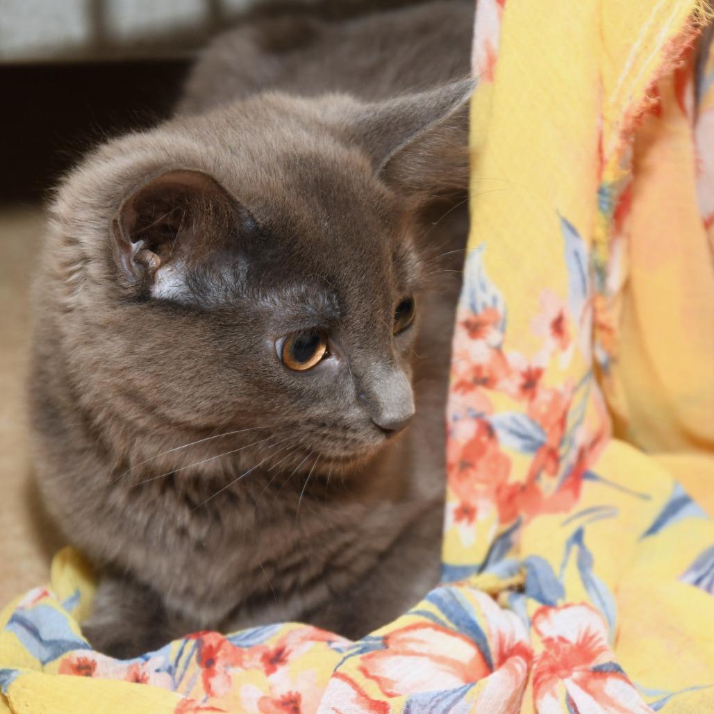 Enlarge Shoosh One, a Adoptable Domestic Medium Hair in Natick, MA image 3/4