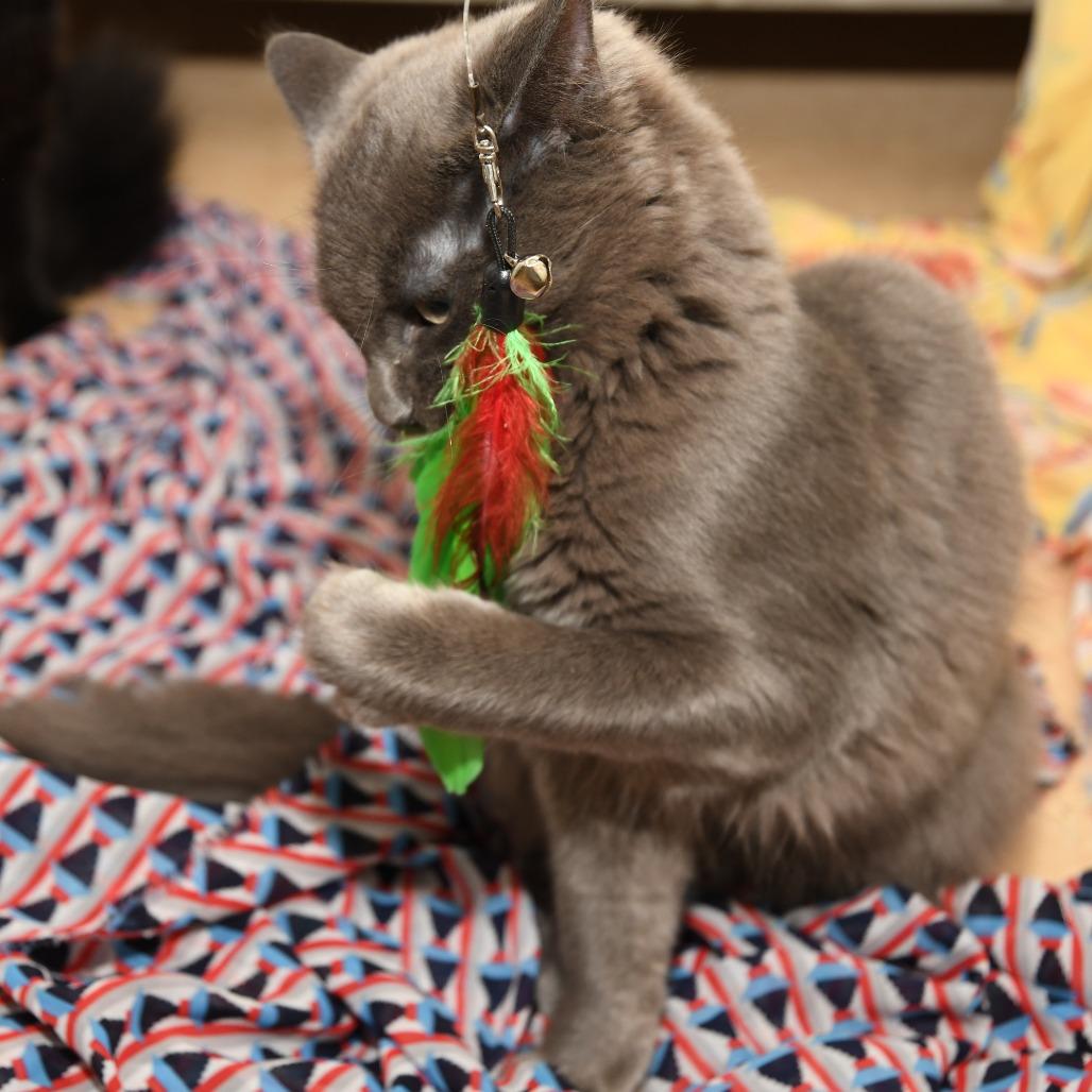 Enlarge Shoosh One, a Adoptable Domestic Medium Hair in Natick, MA image 4/4