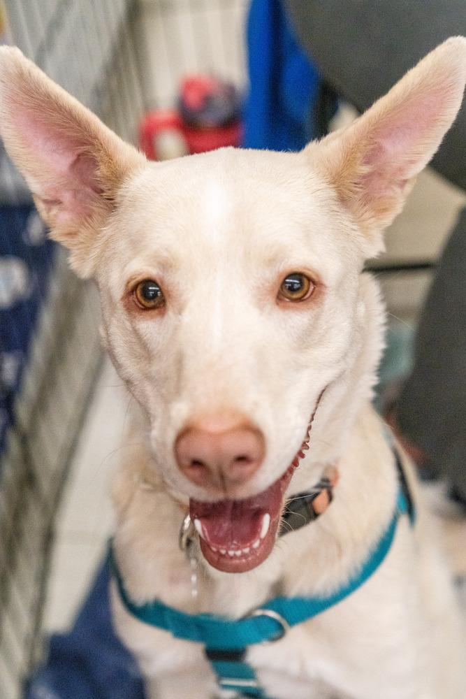 Enlarge Nala, a Adoptable mixed breed in Colorado Springs, CO image 1/6