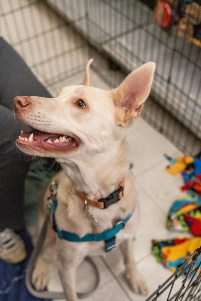 Enlarge Nala, a Adoptable mixed breed in Colorado Springs, CO image 2/6