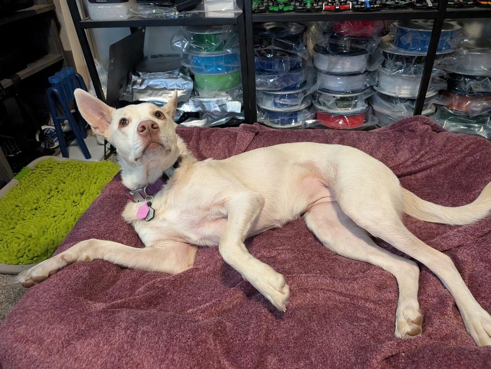 Enlarge Nala, a Adoptable mixed breed in Colorado Springs, CO image 4/6