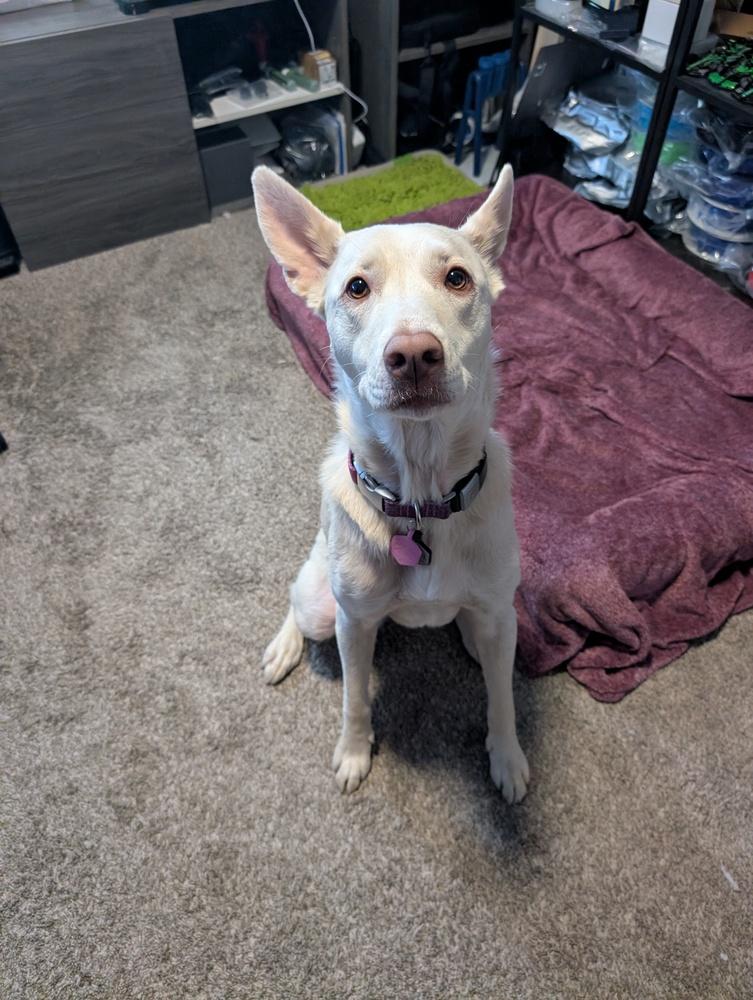 Enlarge Nala, a Adoptable mixed breed in Colorado Springs, CO image 5/6
