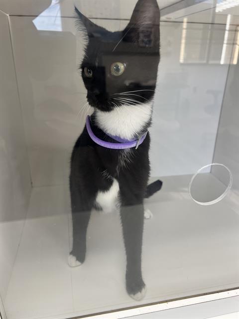 PINKY, Adoptable, Young Female Domestic Short Hair.