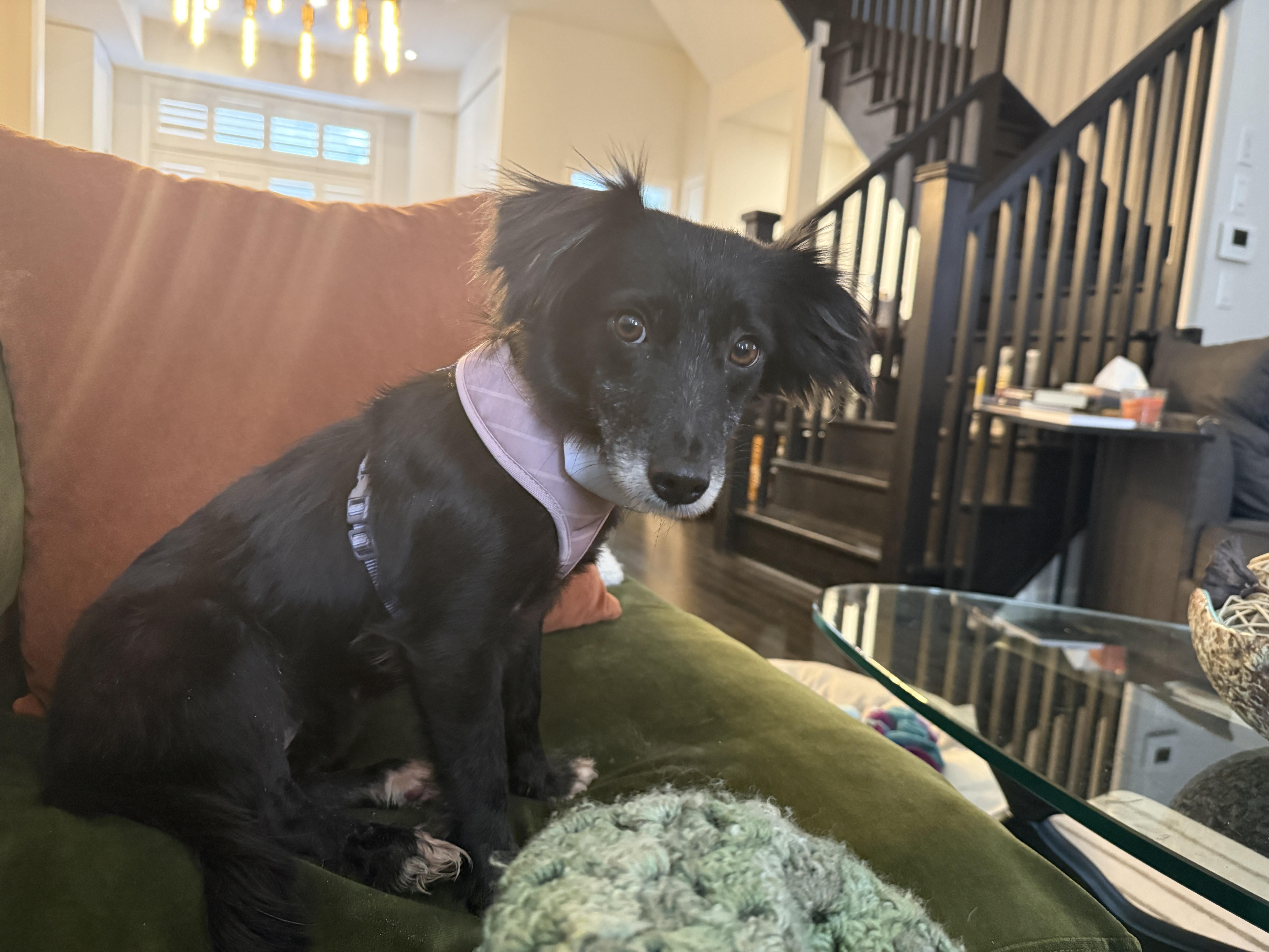 Enlarge Jade, an adopted mixed breed in Ajax, ON image 2/5