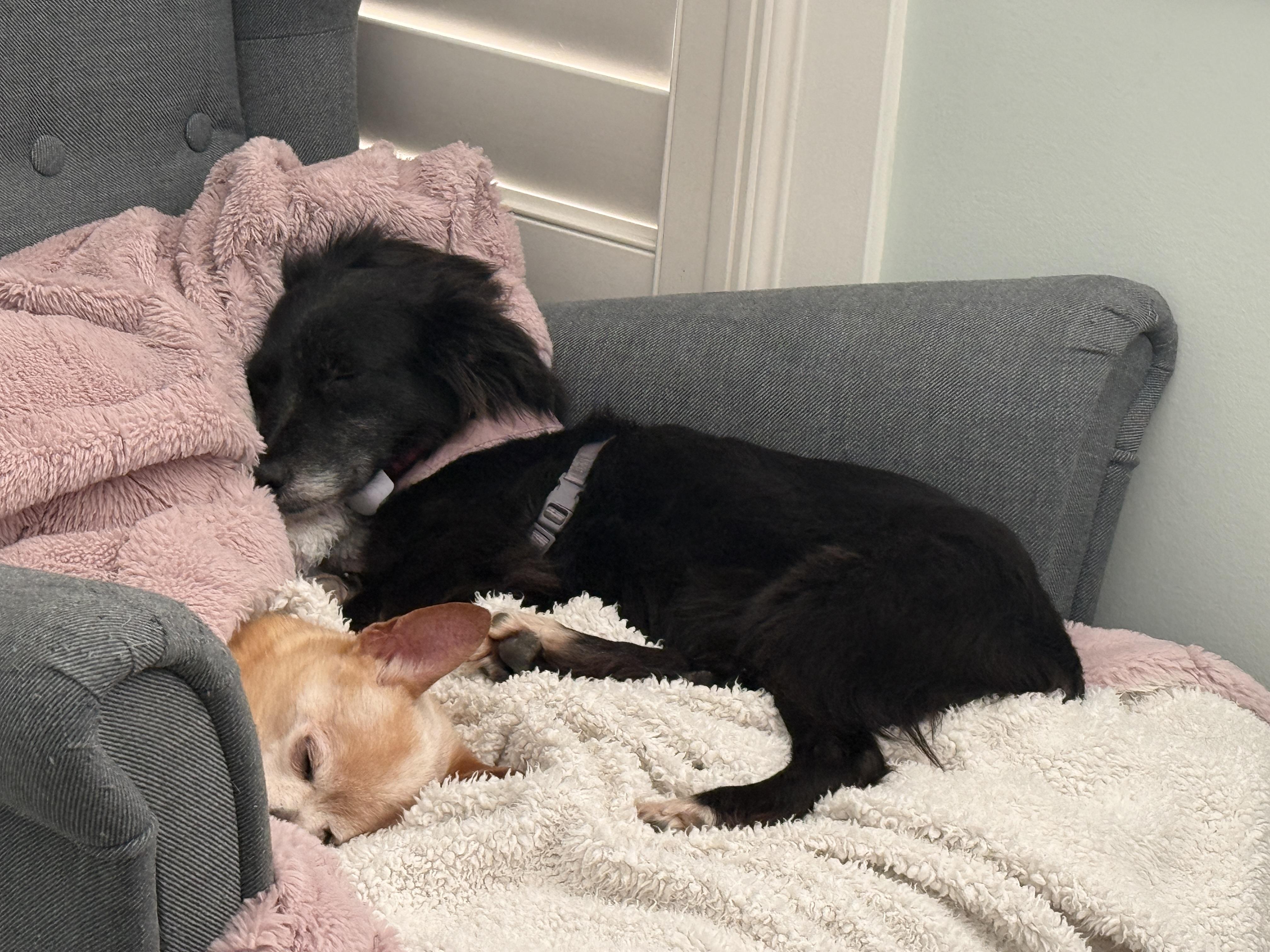 Enlarge Jade, an adopted mixed breed in Ajax, ON image 4/5