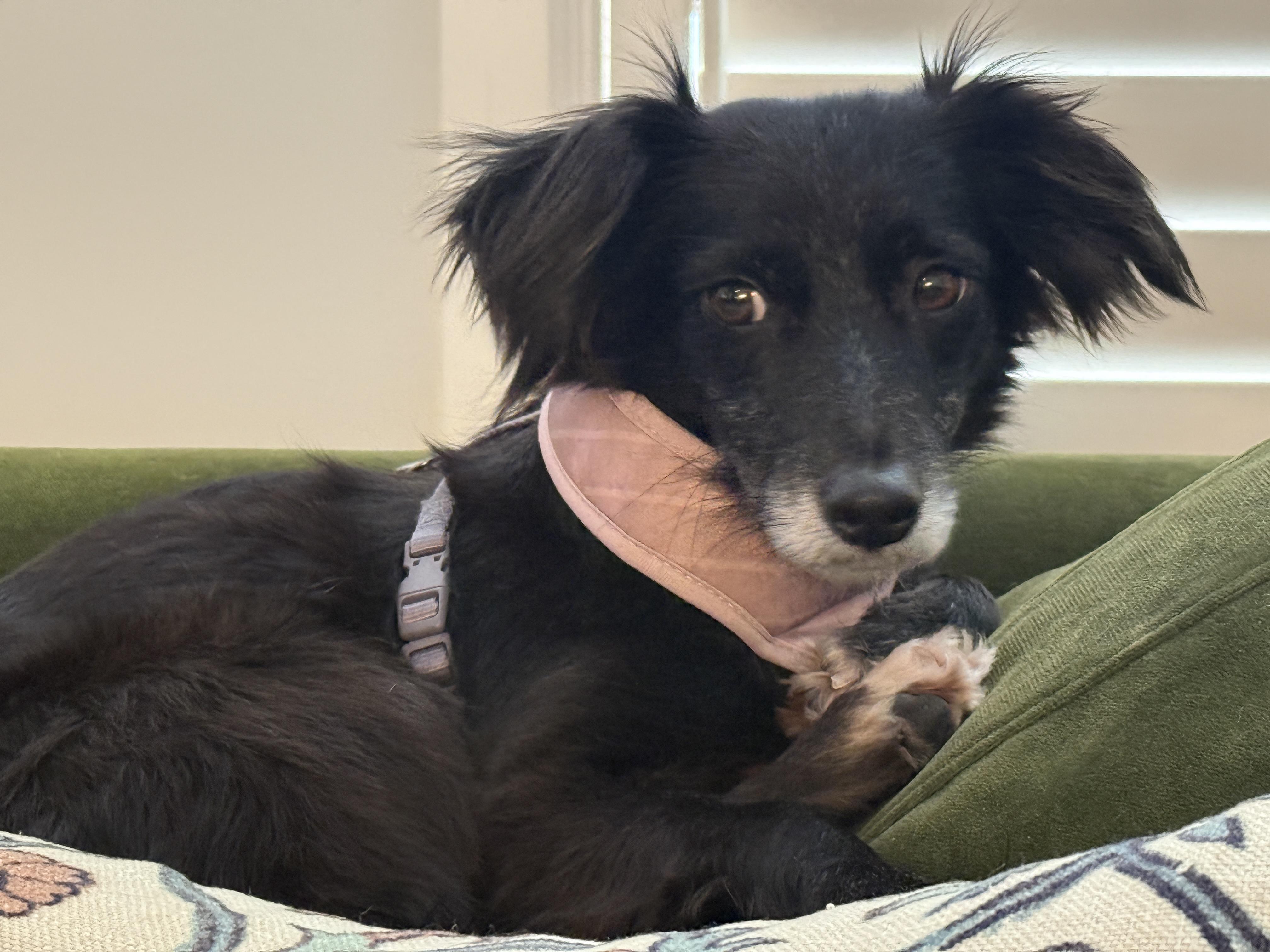 Enlarge Jade, an adopted mixed breed in Ajax, ON image 3/5