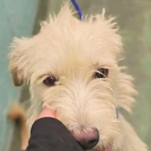 Zuzu, ADOPTABLE, Young Female Schnauzer & Poodle.