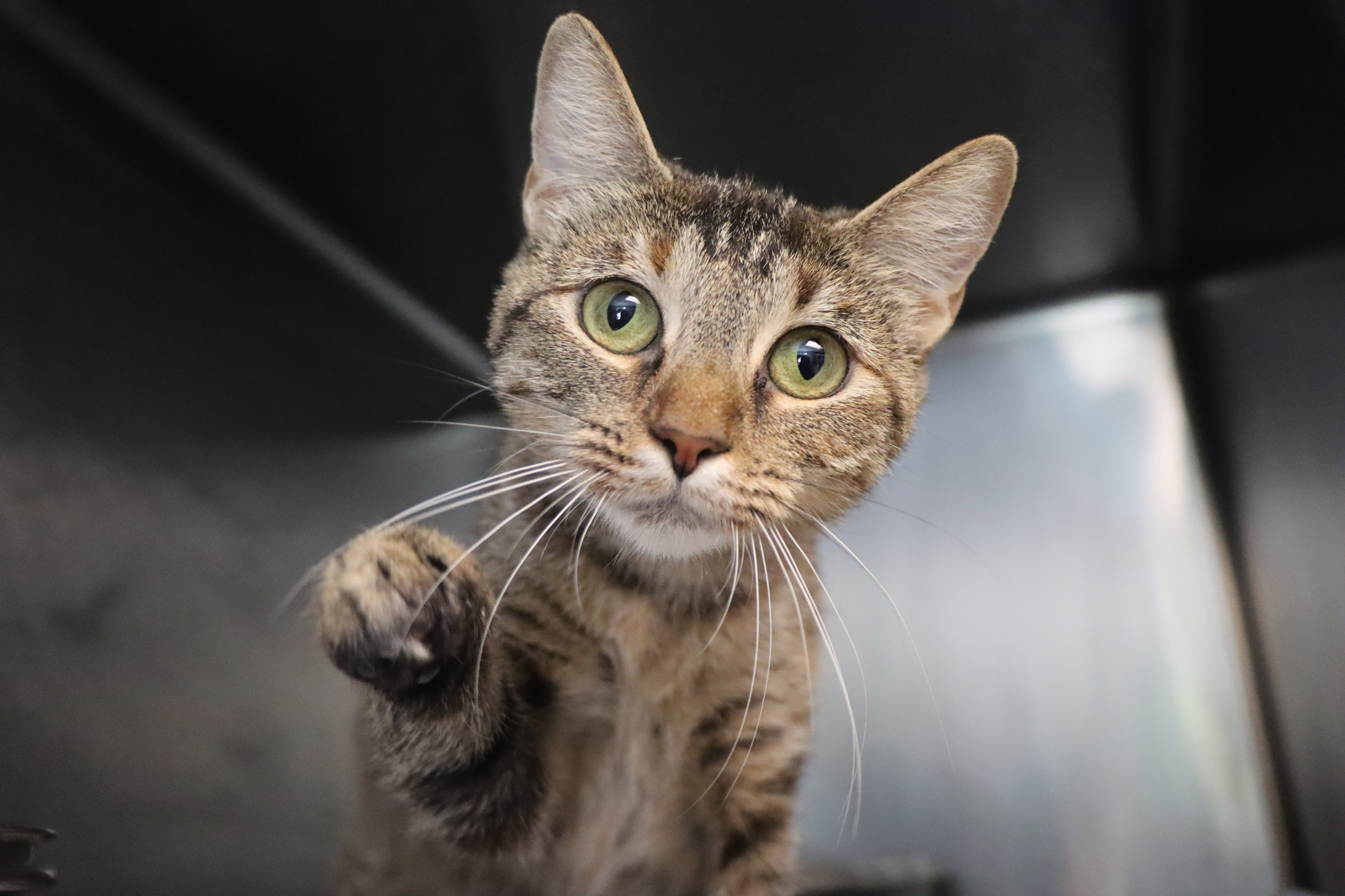Cat for adoption Lennox, a Domestic Short Hair in House Springs, MO Petfinder
