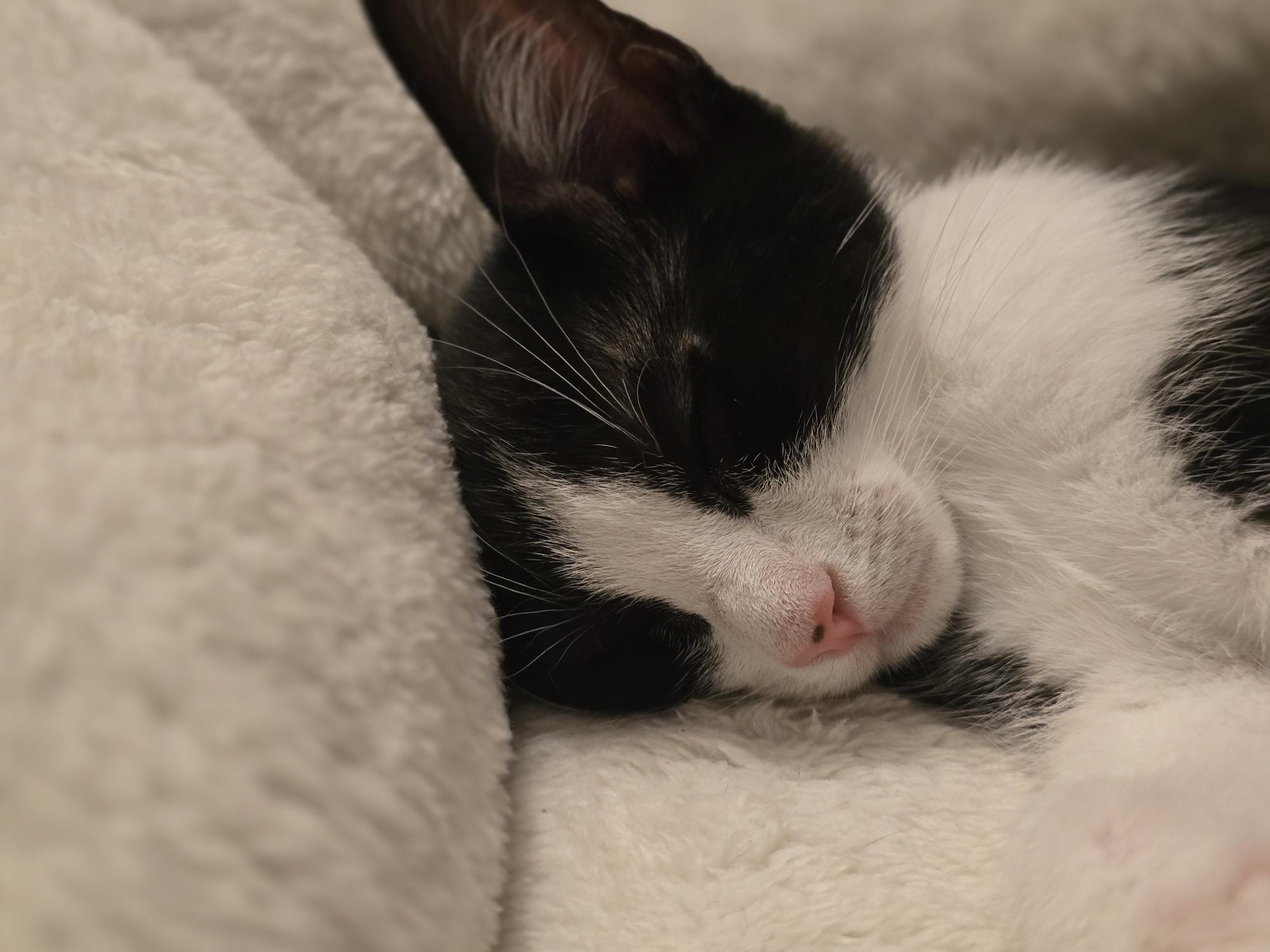 Gust, a Adoptable Domestic Short Hair in FITCHBURG, MA image 3/6