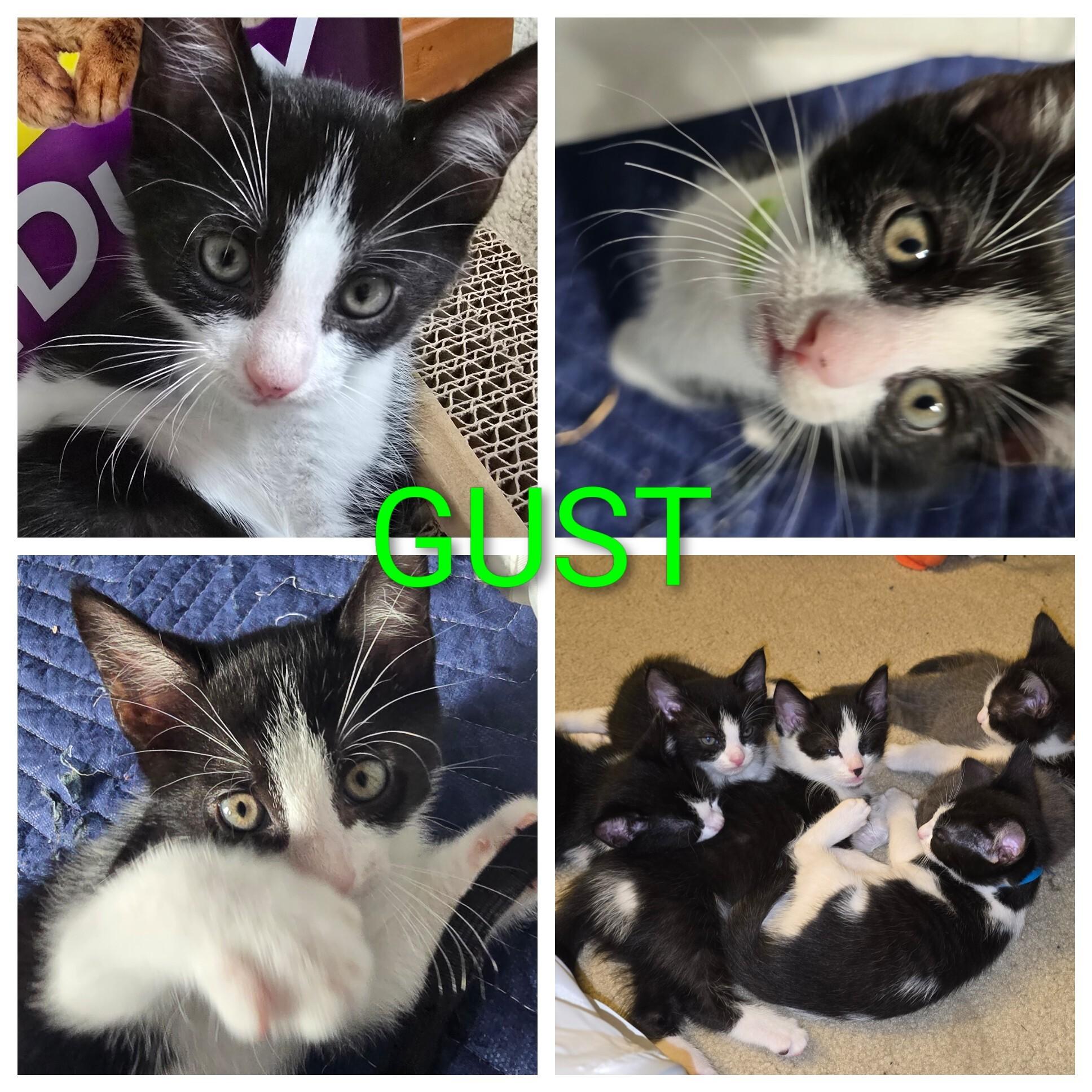 Gust, a Adoptable Domestic Short Hair in FITCHBURG, MA image 4/6