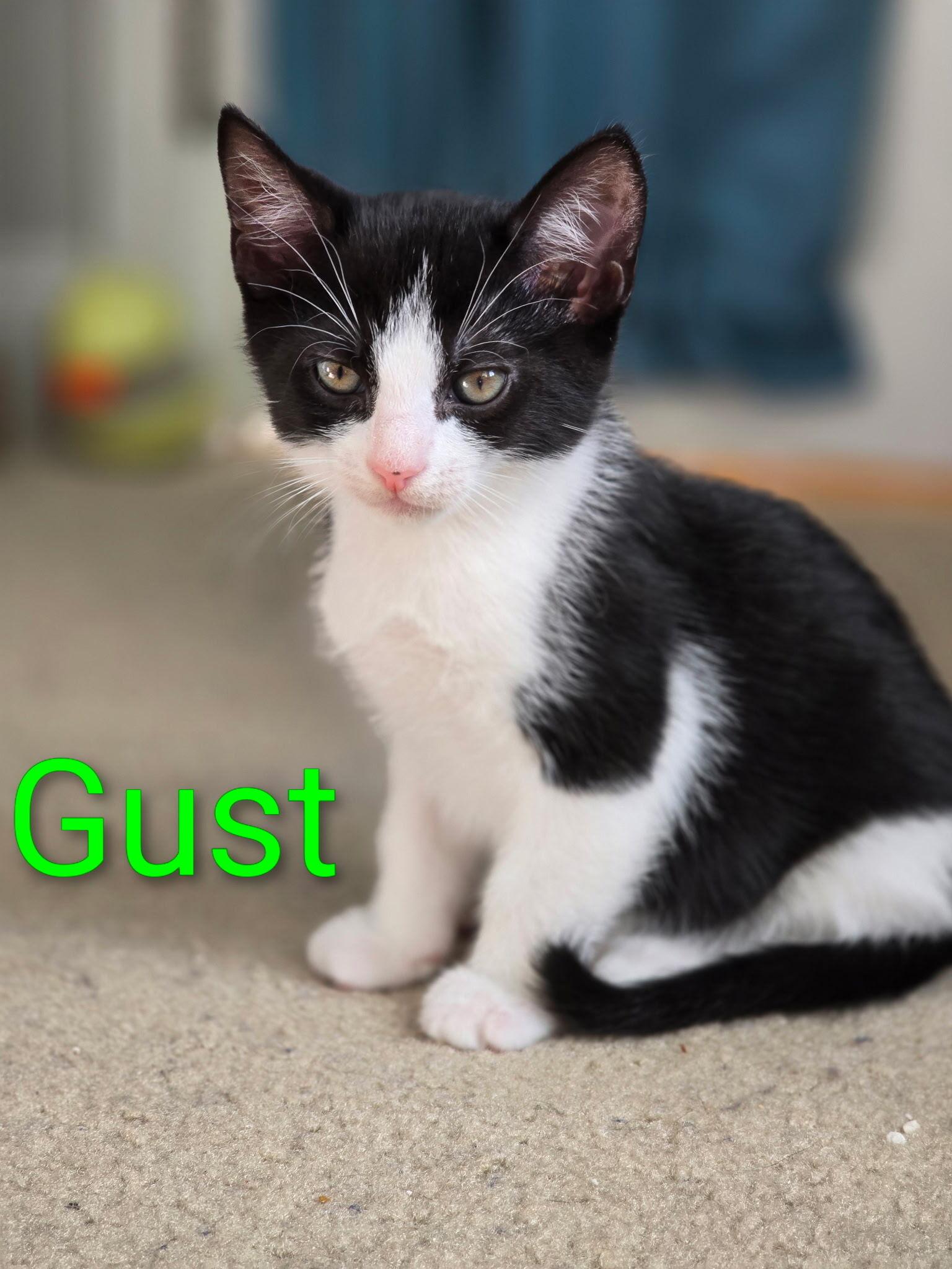 Gust, a Adoptable Domestic Short Hair in FITCHBURG, MA image 1/6
