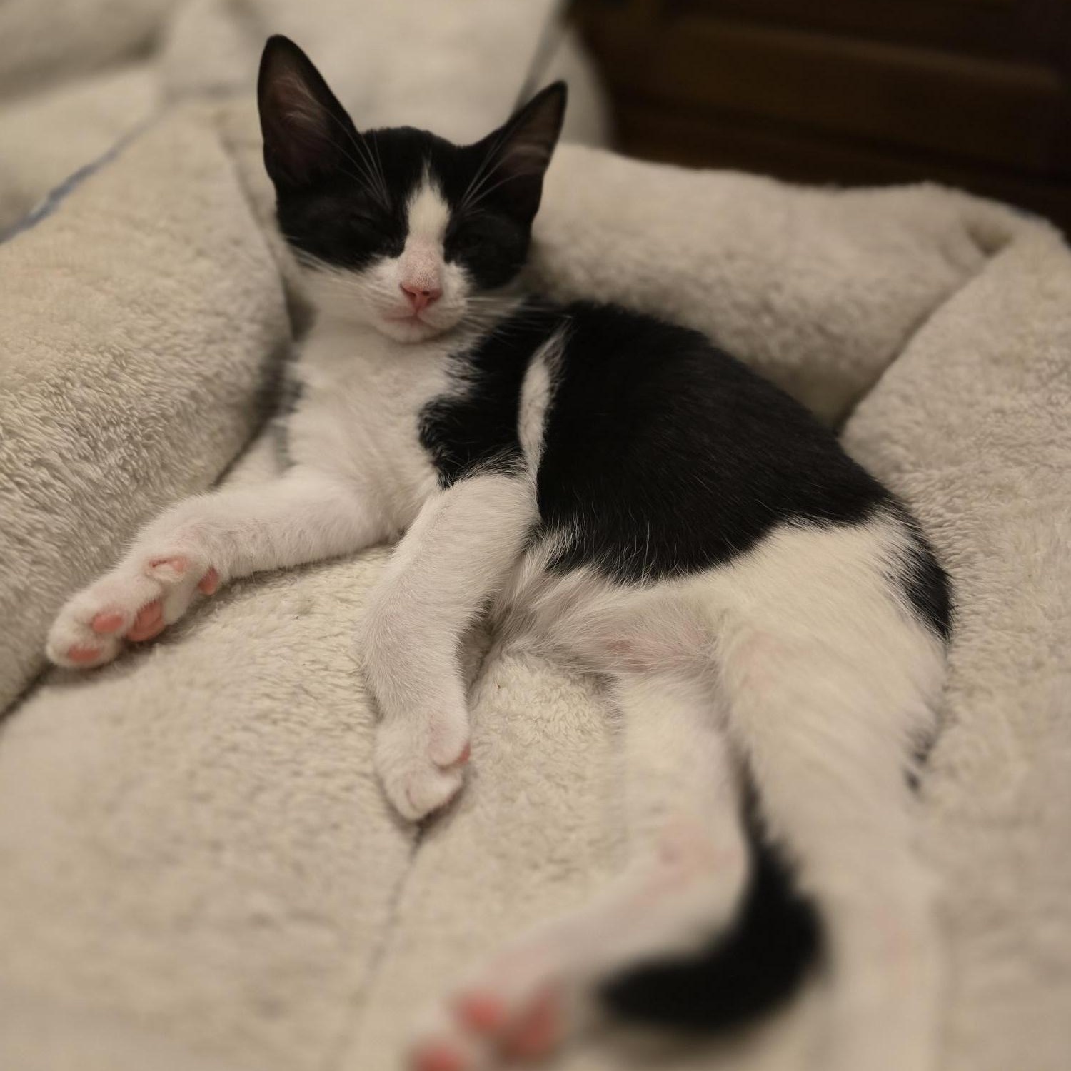 Gust, a Adoptable Domestic Short Hair in FITCHBURG, MA image 5/6