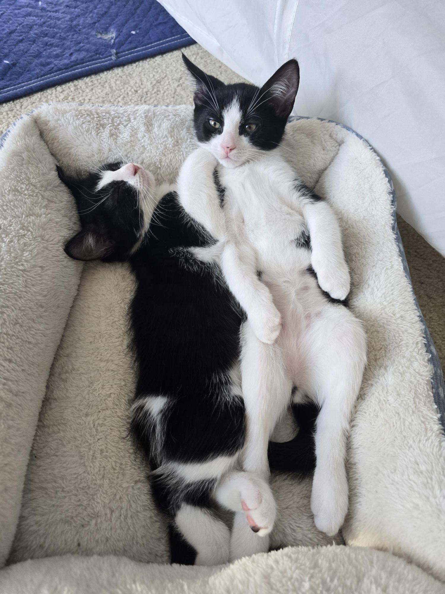 Gust, a Adoptable Domestic Short Hair in FITCHBURG, MA image 6/6