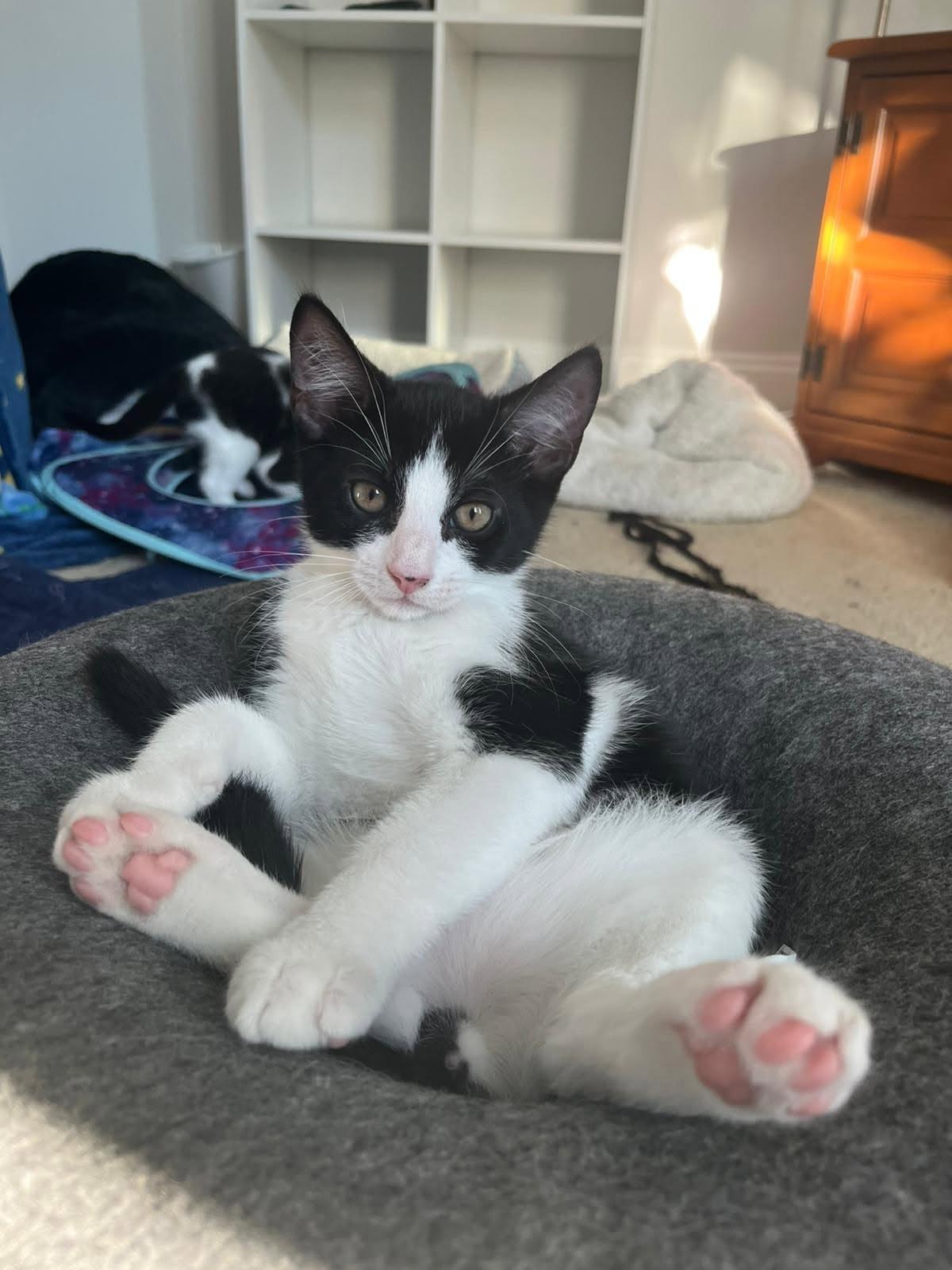 Gust, a Adoptable Domestic Short Hair in FITCHBURG, MA image 2/6