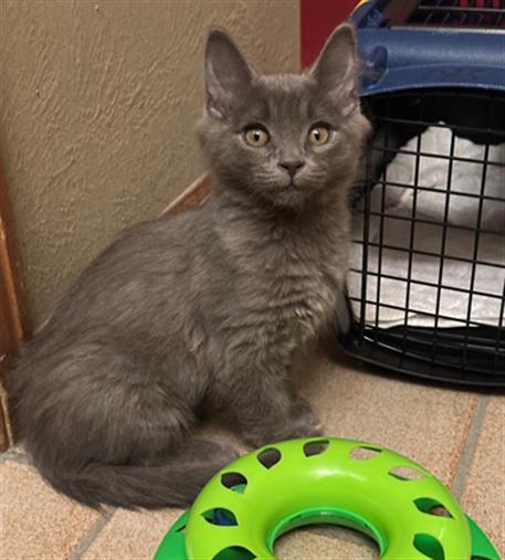 PHIL, Adoptable, Kitten Male Domestic Medium Hair.