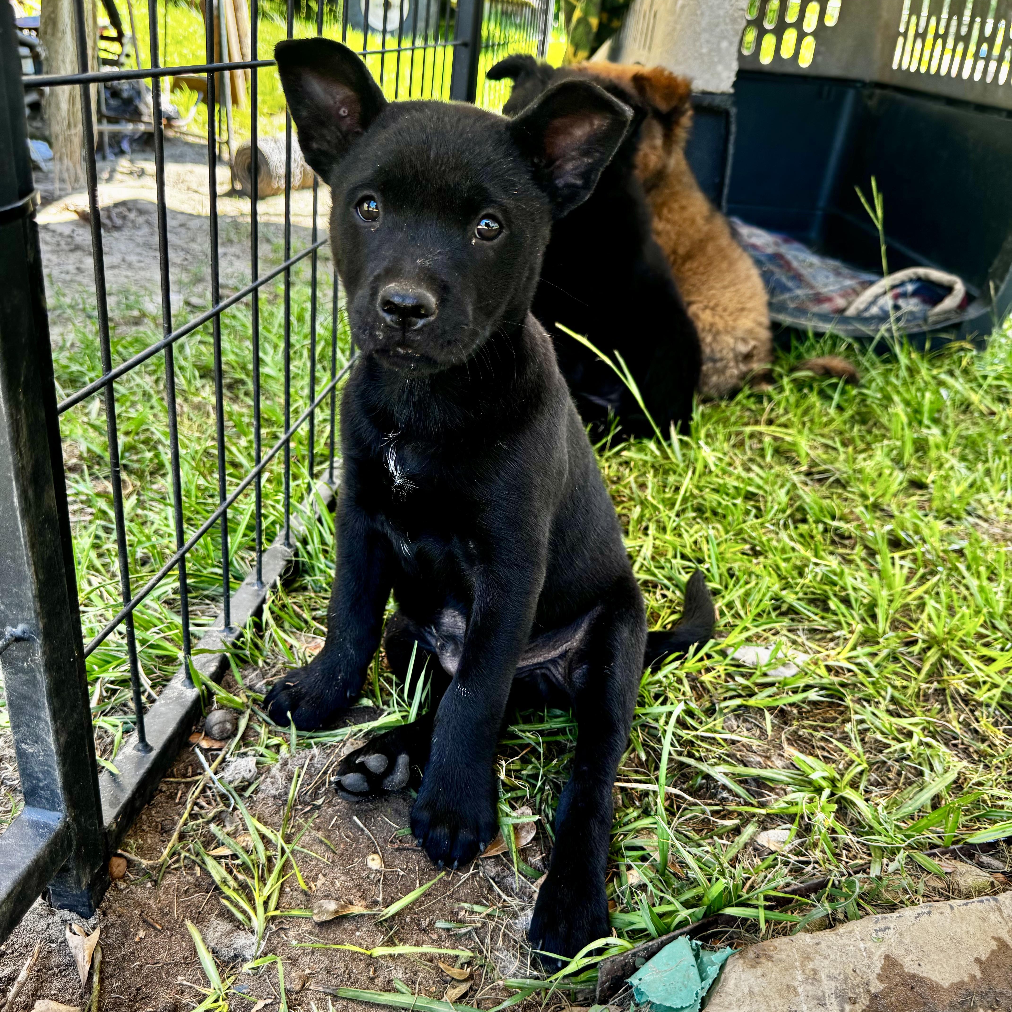 Oliver, a Adoptable mixed breed in Brentwood, TN image 5/6