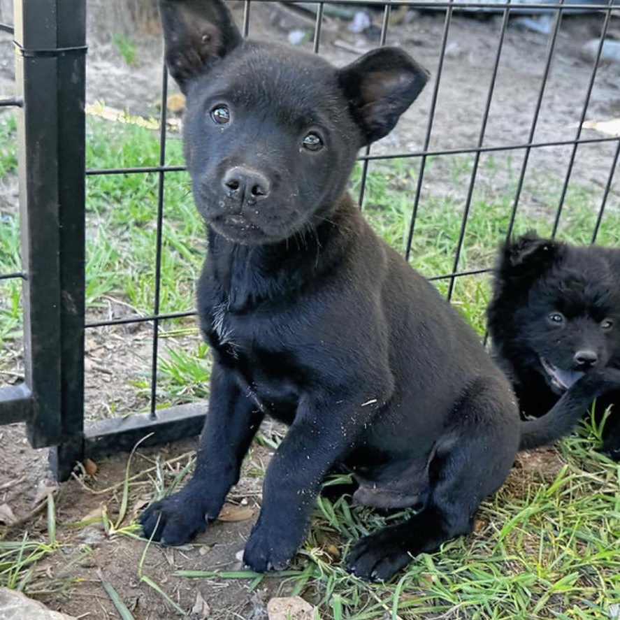 Oliver, a Adoptable mixed breed in Brentwood, TN image 1/6