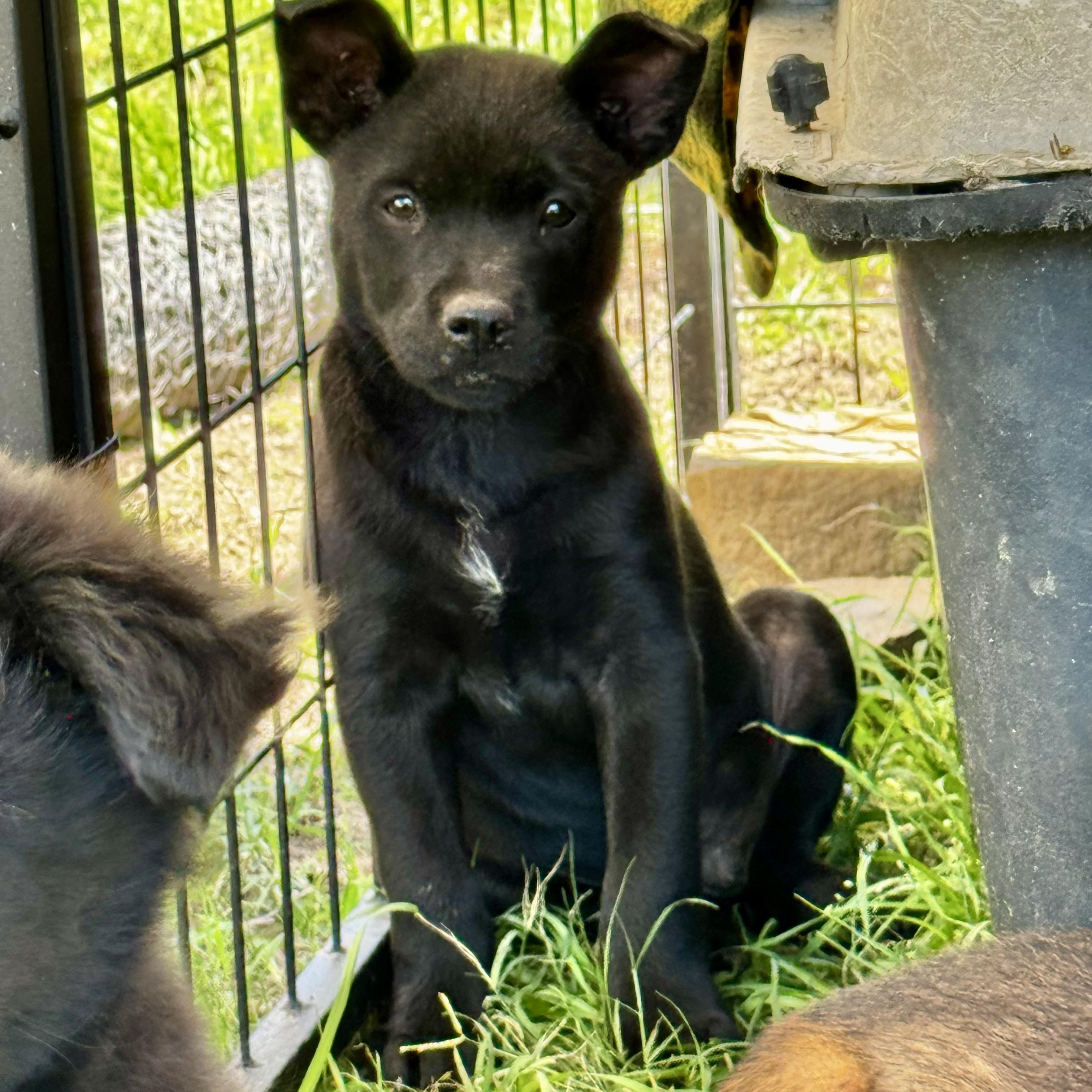 Oliver, a Adoptable mixed breed in Brentwood, TN image 4/6