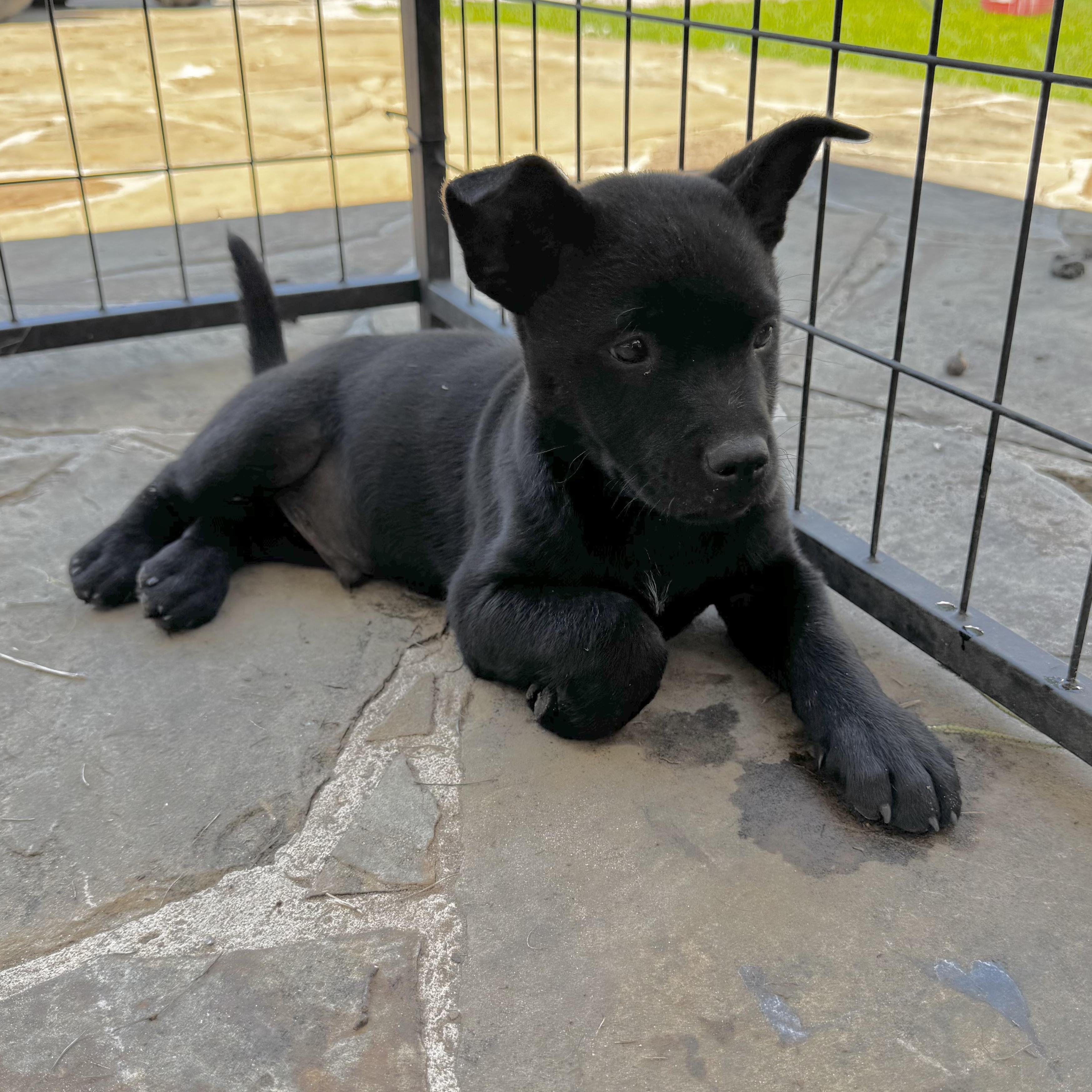 Oliver, a Adoptable mixed breed in Brentwood, TN image 6/6
