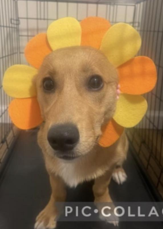 Enlarge Dug, a ADOPTABLE mixed breed in Atlantic Highlands, NJ image 3/4