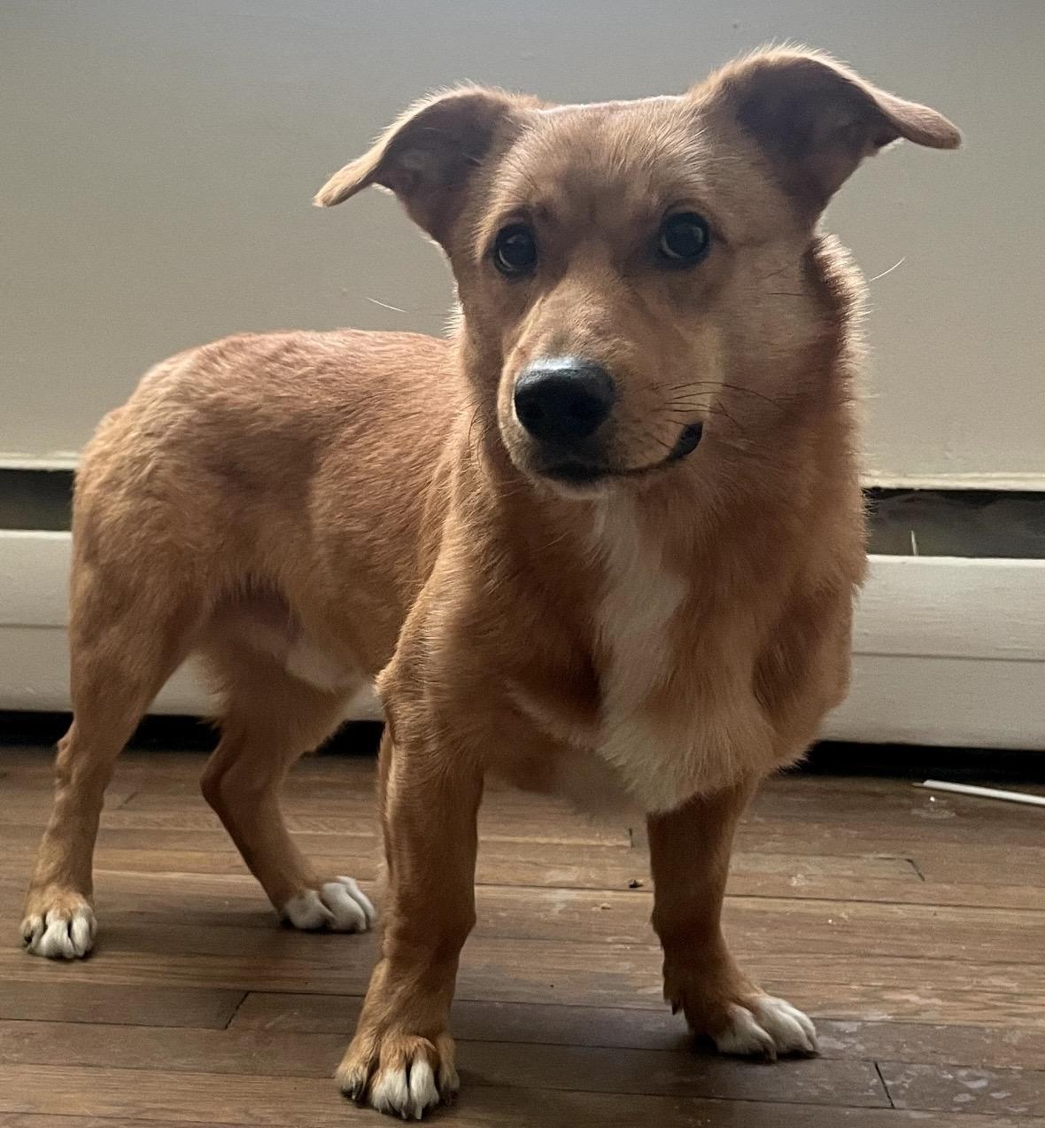 Enlarge Dug, a ADOPTABLE mixed breed in Atlantic Highlands, NJ image 4/4