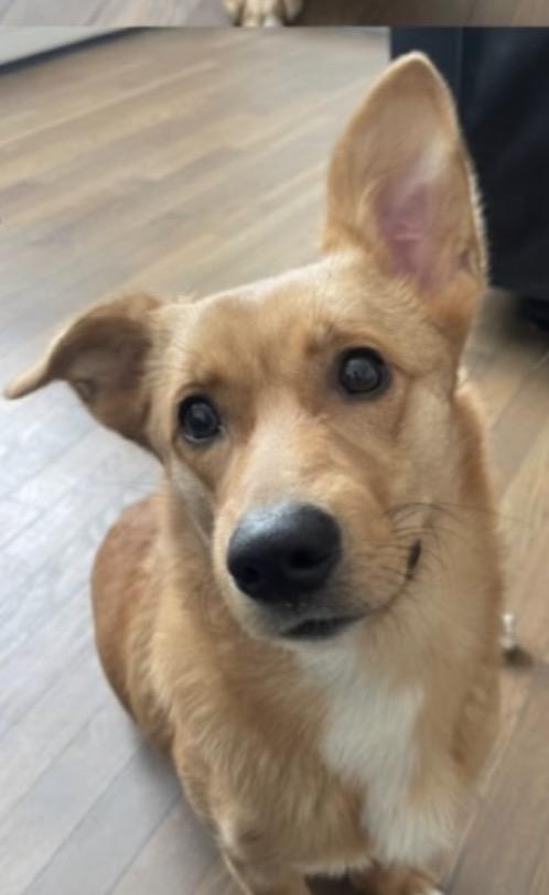 Enlarge Dug, a ADOPTABLE mixed breed in Atlantic Highlands, NJ image 1/4