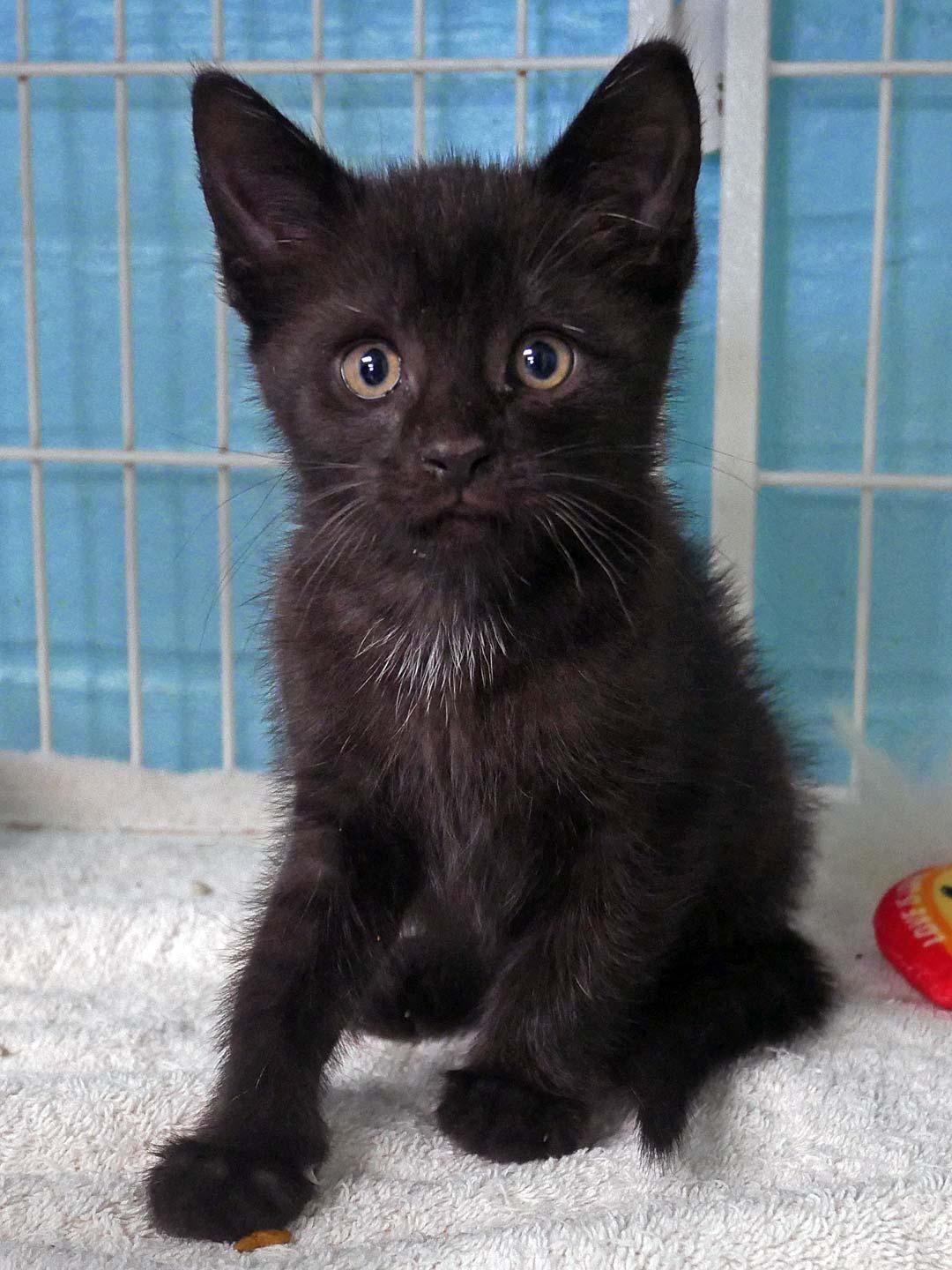 Enlarge wilson, a ADOPTABLE mixed breed in Bloomingdale, NJ image 6/6